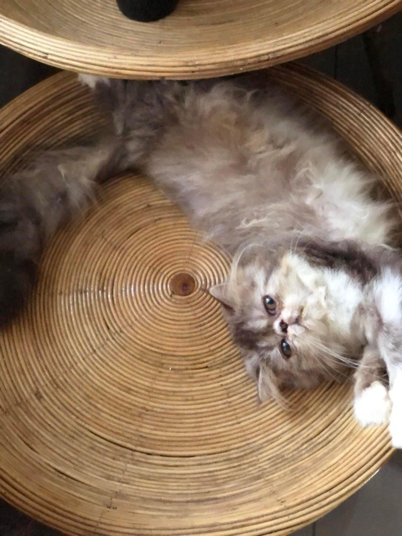 Flatface kucing (Category: Homes & Other Pet Accessories) located in Melaka Tengah. Submitted by sh17089 (Listing ID 1219811020, Image 1). Description: Female flatface kitten to letgo 4 bulan Sihat manja aktif Boleh dm for detail Area melaka https://wa.me/60162332430.