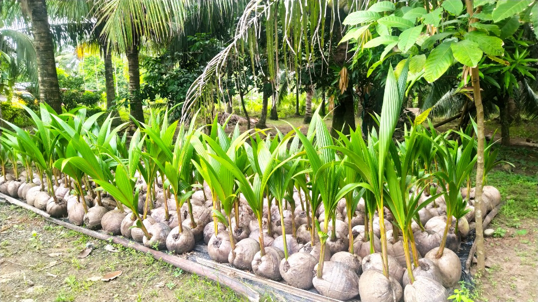 'Laguna Tall' Coconut Seedlings (50 PHP per piece), Furniture & Home