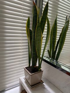 (Category: ) located in . Submitted by rachm_ (Listing ID 1219774626, Image 1). Description: .