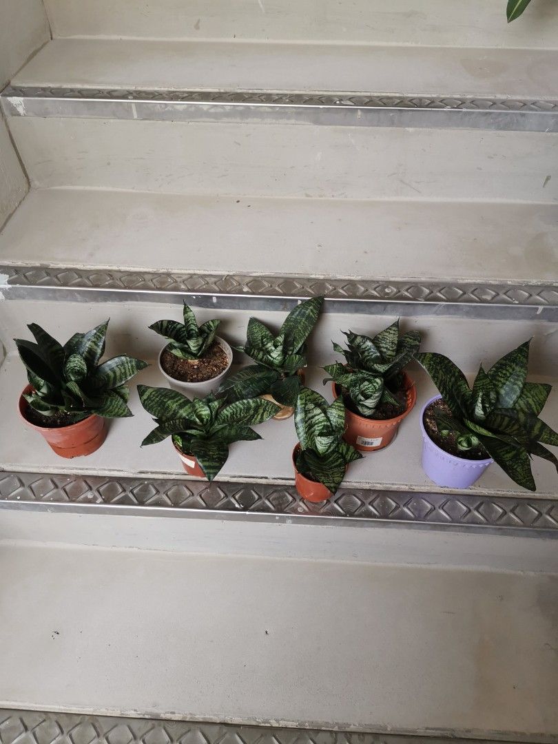 'Natural Air Fresheners', 7 potted Dwarf Snake plants, Furniture & Home