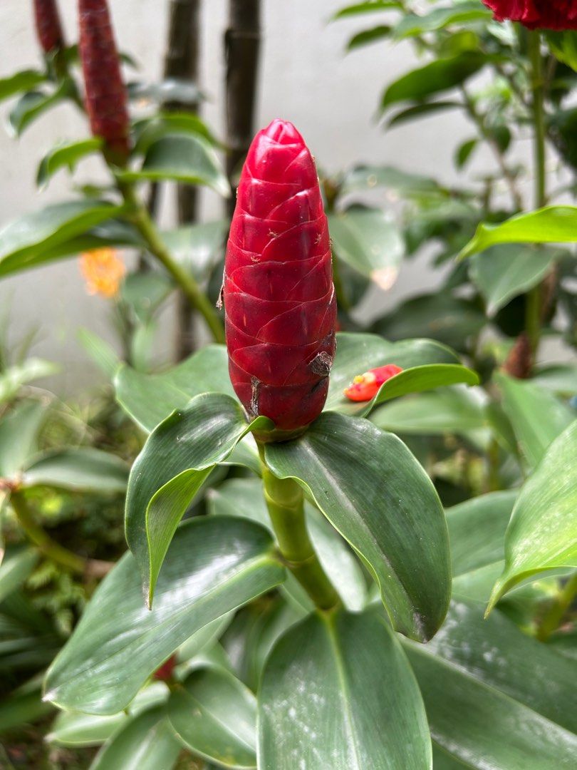 Red button ginger plant furniture home living gardening plants