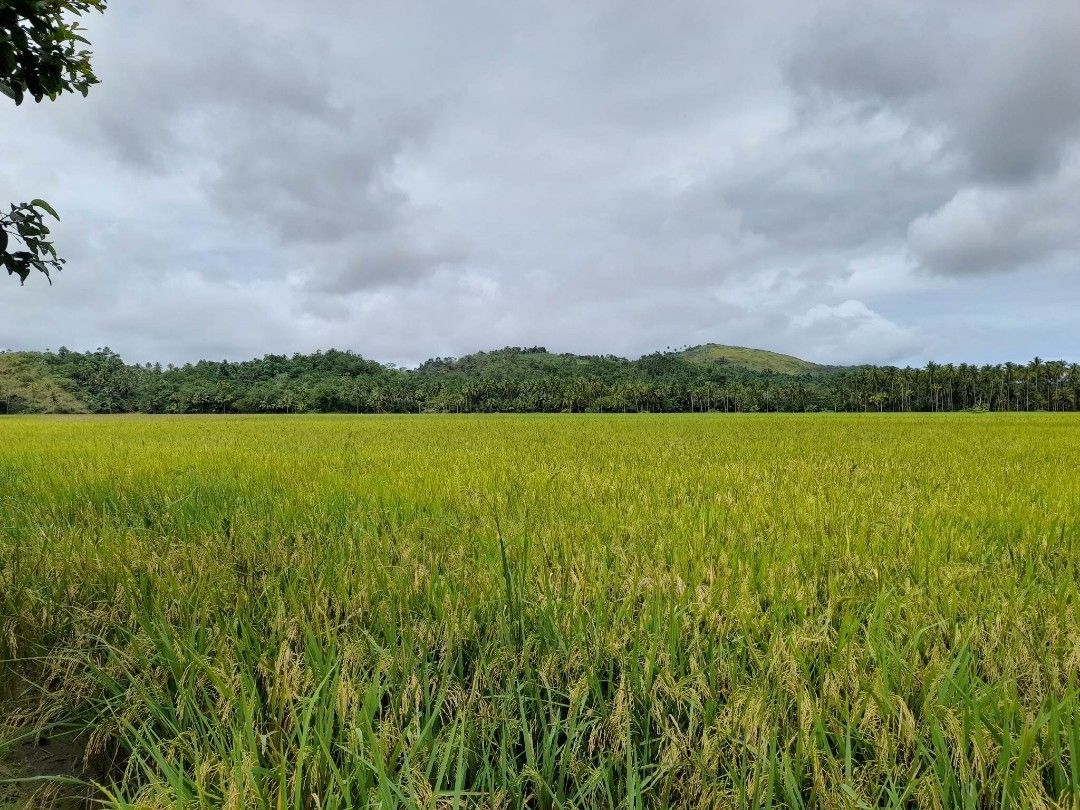 Rice Farm Lot for Sale on Carousell