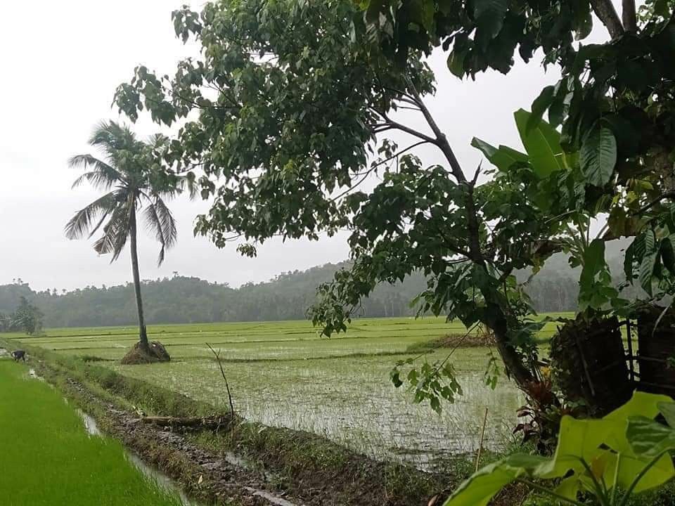 Rice Farm Lot for Sale on Carousell