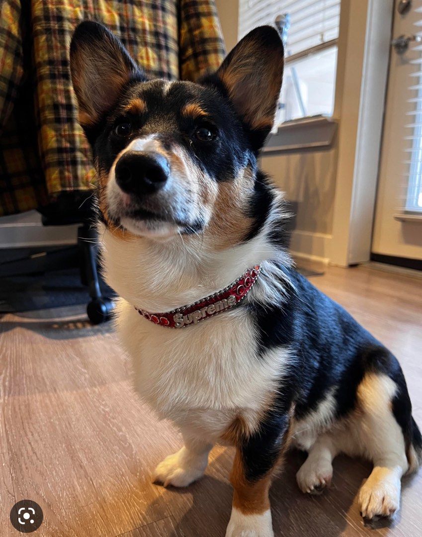 Supreme B.B. Simon® Studded Dog Collar - 犬用品