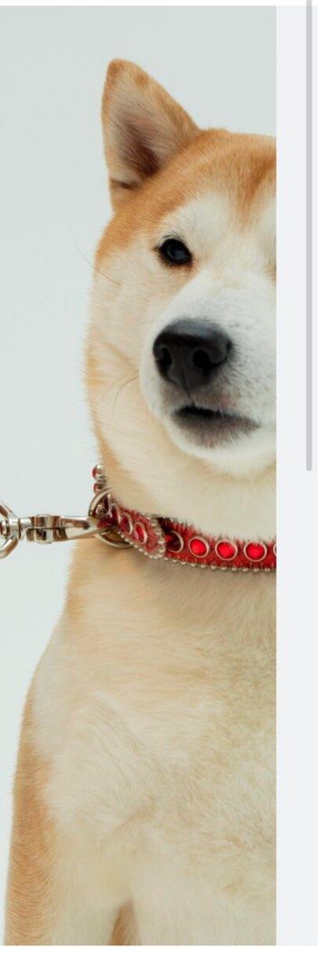 Supreme x B.B .Simon Studded dog collar red /狗圈/狗帶/狗項圈