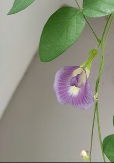 [WTT/WTS] Fresh Lilac Butterfly Pea Seeds . Harvested From Jan 2023. See All Pics