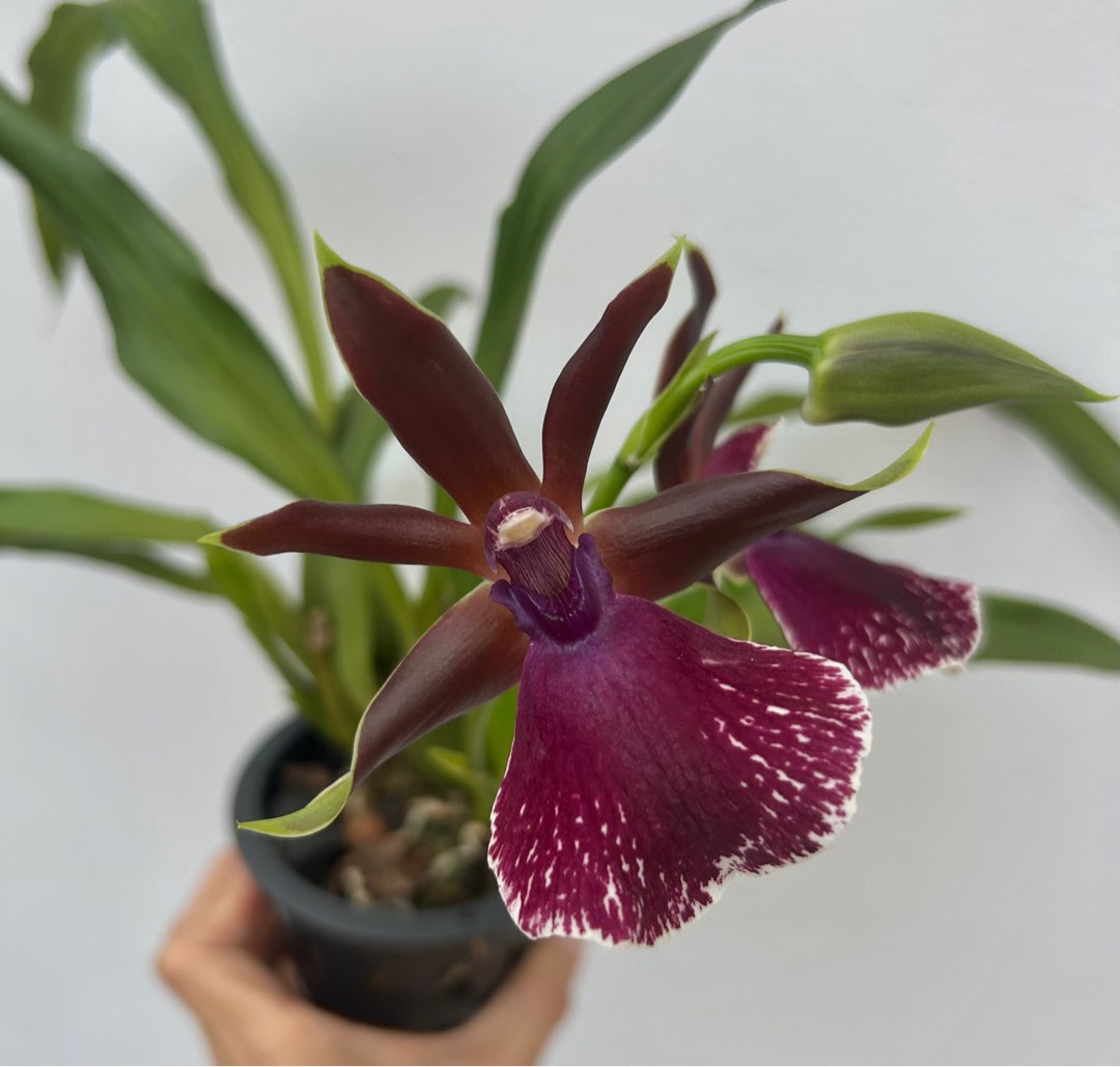 Zygopetalum Orchid, Furniture & Home Living, Gardening, Plants & Seeds