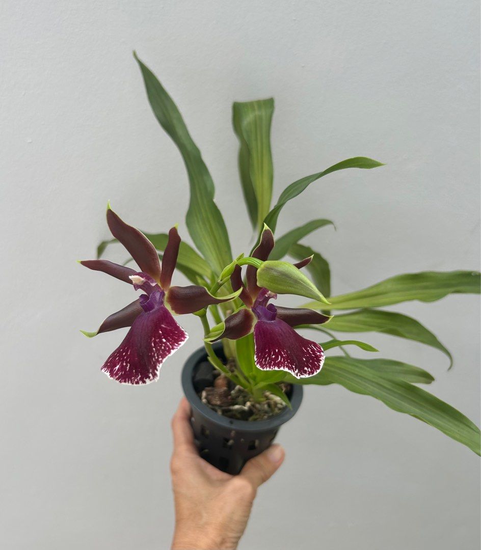 Zygopetalum Orchid, Furniture & Home Living, Gardening, Plants & Seeds