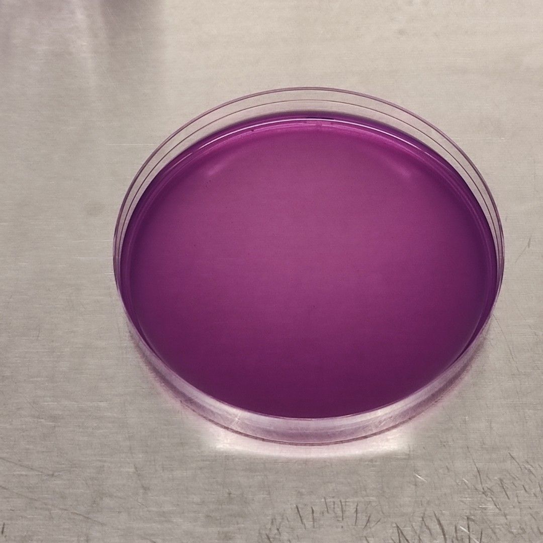 PDA agar plates (v2.0) for fungi/mycelium culture, Furniture & Home