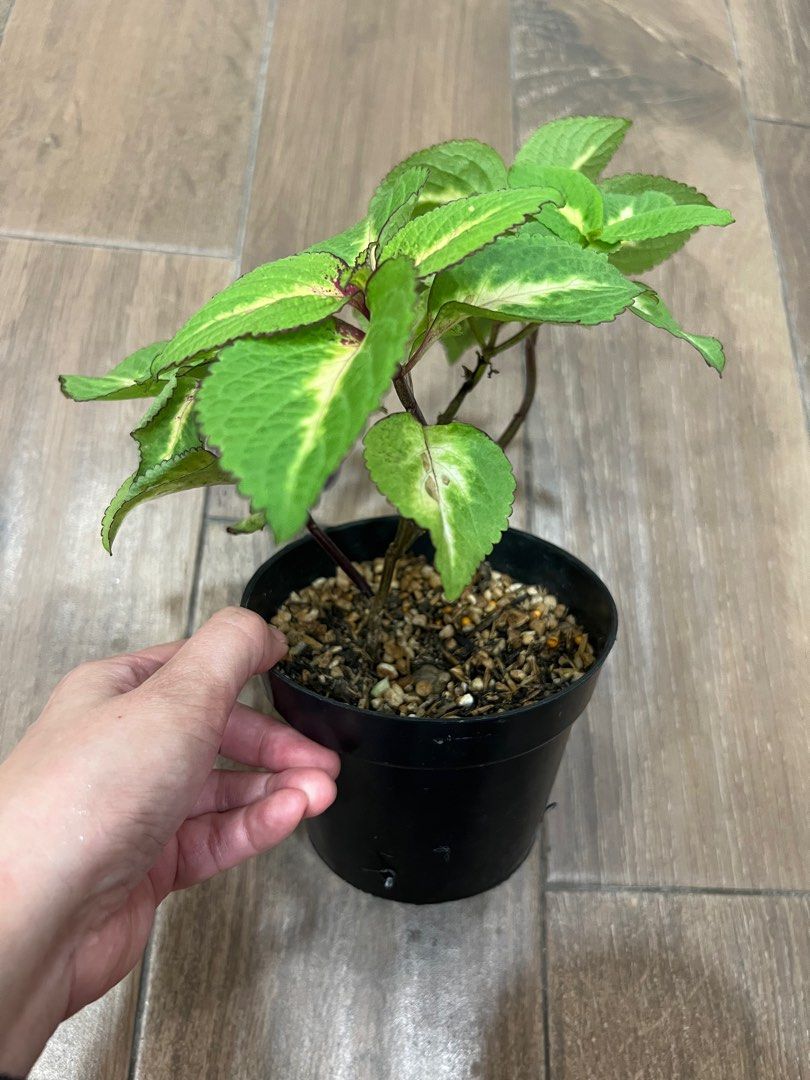 Coleus Sun Rose to Lime Magic, Furniture & Home Living, Gardening