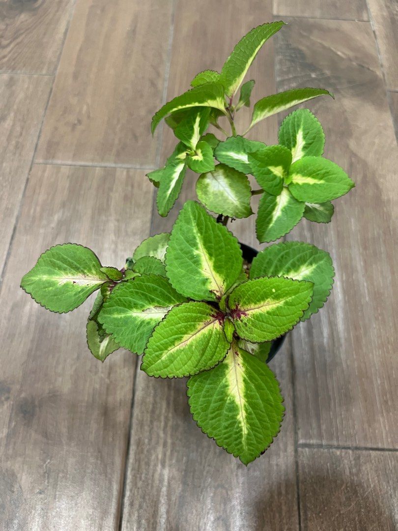 Coleus Sun Rose to Lime Magic, Furniture & Home Living, Gardening
