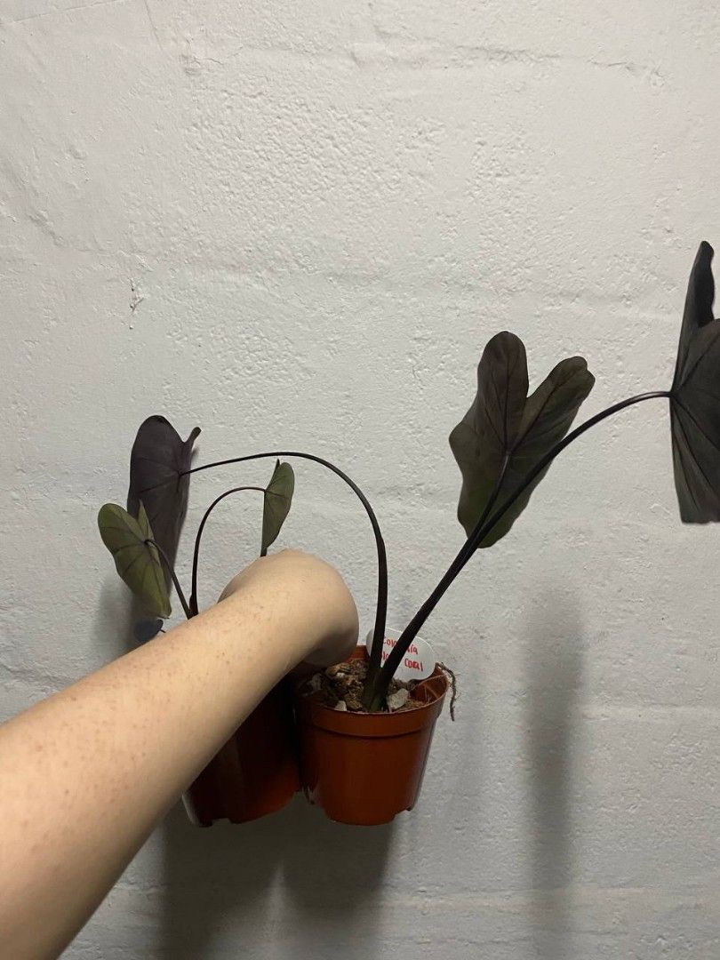 Colocasia lemon lime gecko / colocasia aloha / colocasia Nancy's revenge nancy revenge / colocasia pharaoh mask / colocasia black coral small house plants home garden home gardening plant (Category: Plants & Seeds) located in Singapore. Submitted by thethriftshop00 (Listing ID 1220105343, Image 3). Description: Colocasia Nancy revenge $10/$22 Colocasia aloha with baby $15 Colocasia anubis - $20/$25 Colocasia midnight bride $10 (potted 1 week +++ 