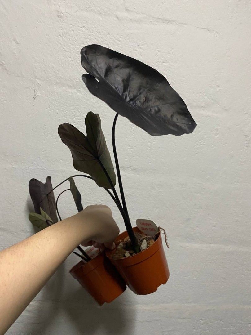 Colocasia lemon lime gecko / colocasia aloha / colocasia Nancy's revenge nancy revenge / colocasia pharaoh mask / colocasia black coral small house plants home garden home gardening plant (Category: Plants & Seeds) located in Singapore. Submitted by thethriftshop00 (Listing ID 1220105343, Image 2). Description: Colocasia Nancy revenge $10/$22 Colocasia aloha with baby $15 Colocasia anubis - $20/$25 Colocasia midnight bride $10 (potted 1 week +++ 
