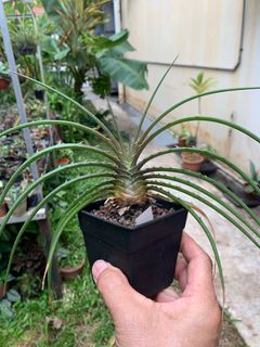 (Category: ) located in . Submitted by plantshopper (Listing ID 1220009808, Image 1). Description: .