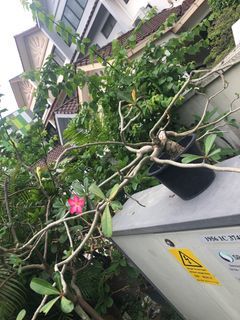 Healthy Adenium