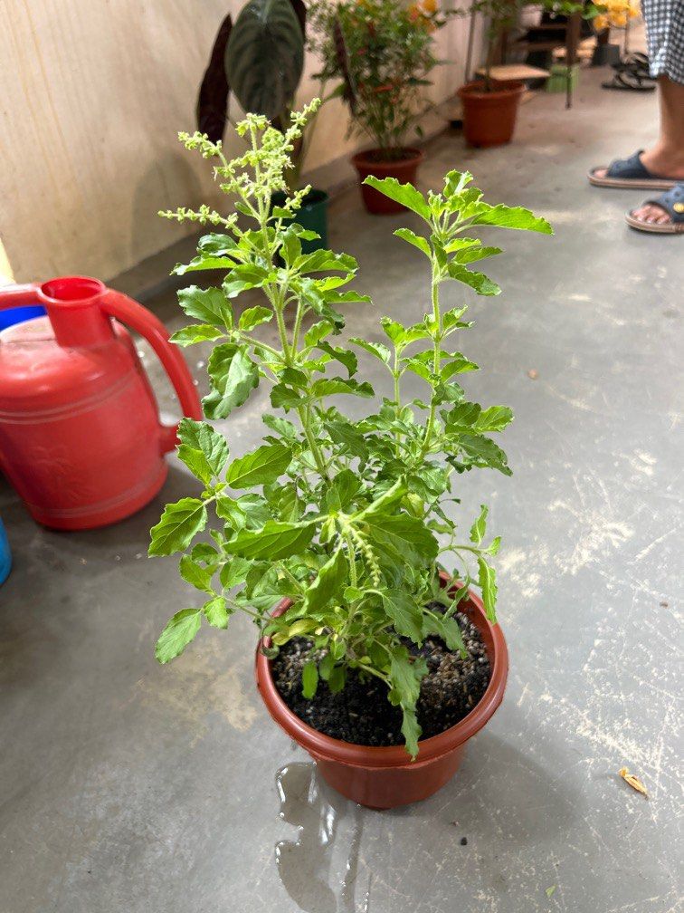 Holy Basil (Herbs) Plant, Furniture & Home Living, Gardening, Plants