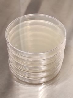 LB agar plate (modified recipe), 90mm x 20pcs for bacteria work