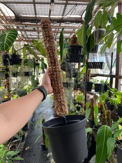Moss pole and pot