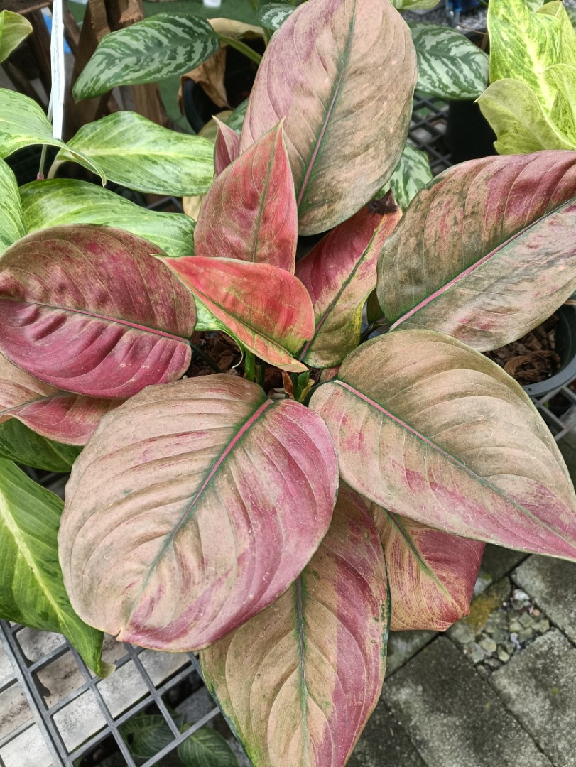 Rare aglaonema, Furniture & Home Living, Gardening, Plants & Seeds on ...