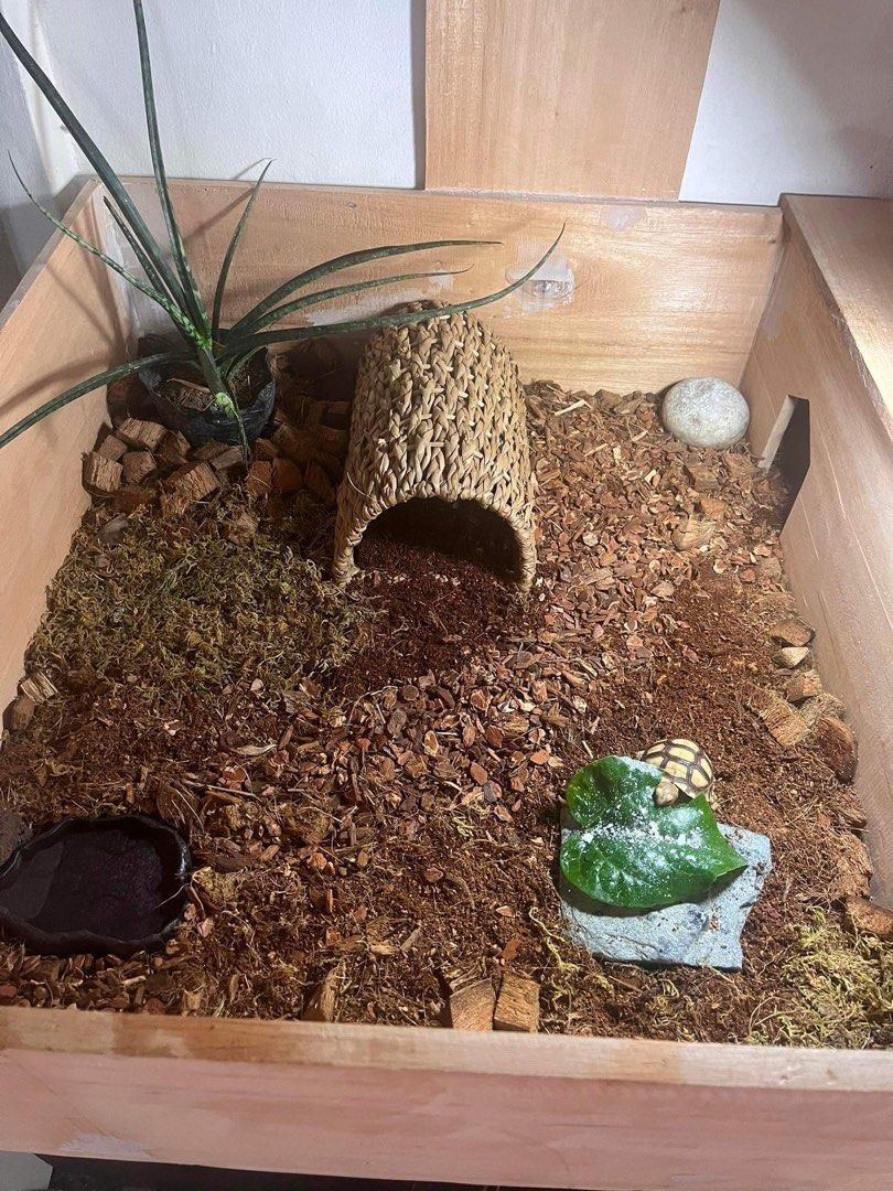 Reptiles Enclosure with Soil and Freebie Pellets on Carousell