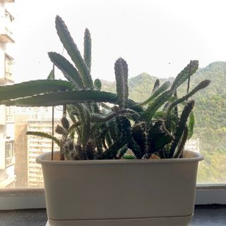 （分類：）位於 。 由 carlman 提交（商品編號 1220307459，圖片 1）。簡介： 。