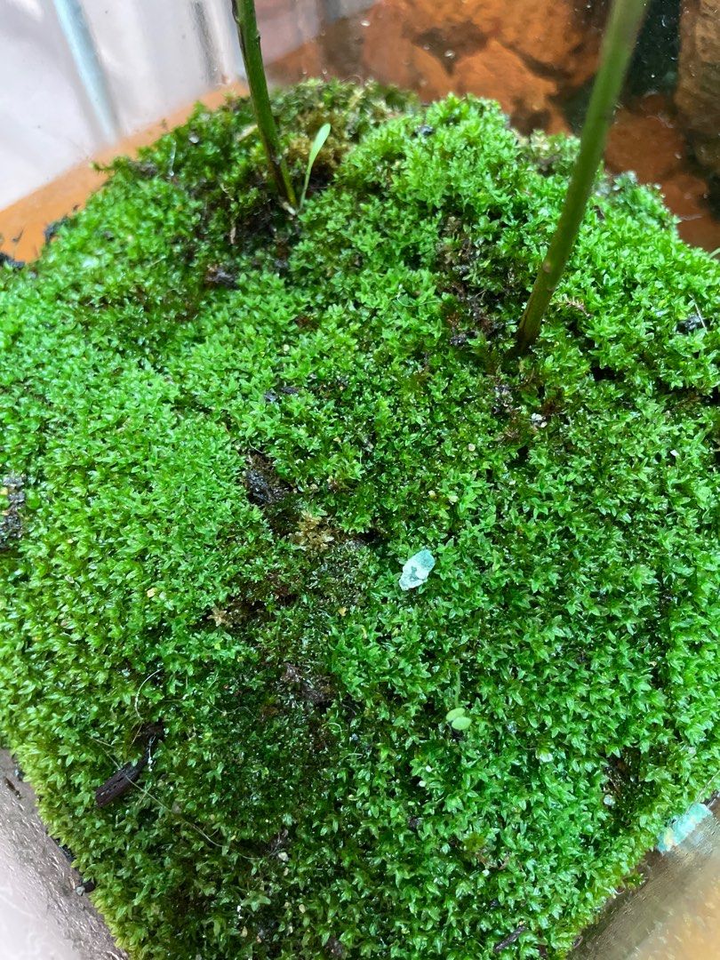 Beautiful star moss terrarium ecosystem with established springtail