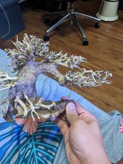 Bonsai Drifwood for Tank