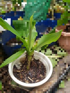 (Category: ) located in . Submitted by pursale (Listing ID 1220260398, Image 1). Description: .