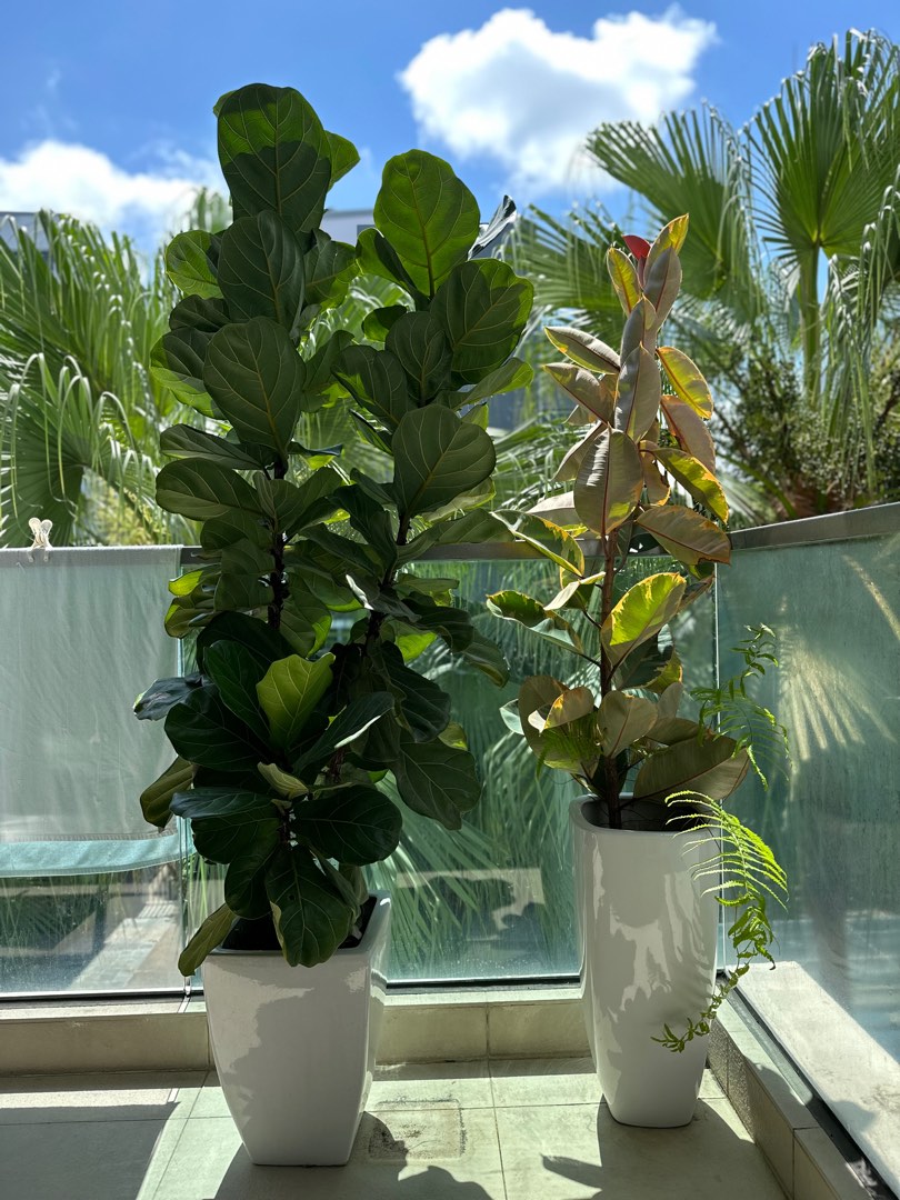 Ficus and Rubber Tree Plants, Furniture & Home Living, Gardening