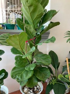 Fiddle-leaf fig 4ft.