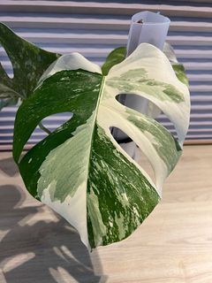 Monstera Albo Borsigiana
