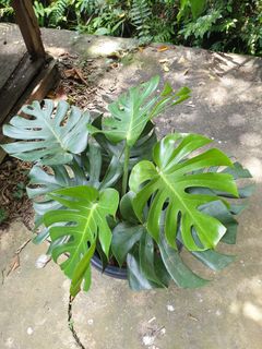 (Category: ) located in . Submitted by 888thai (Listing ID 1220166839, Image 1). Description: .