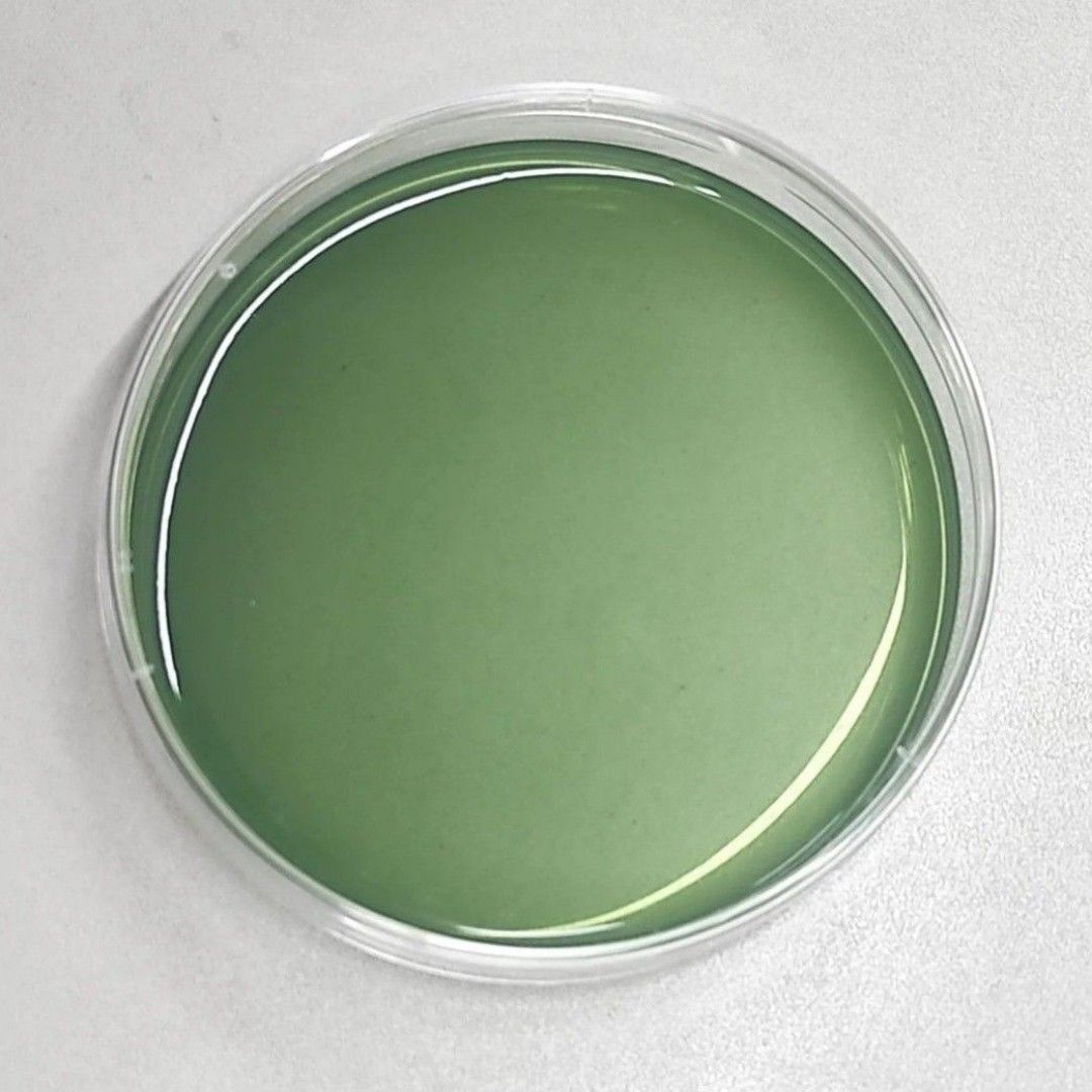 PDA agar plates (v2.0) for fungi/mycelium culture, Furniture & Home