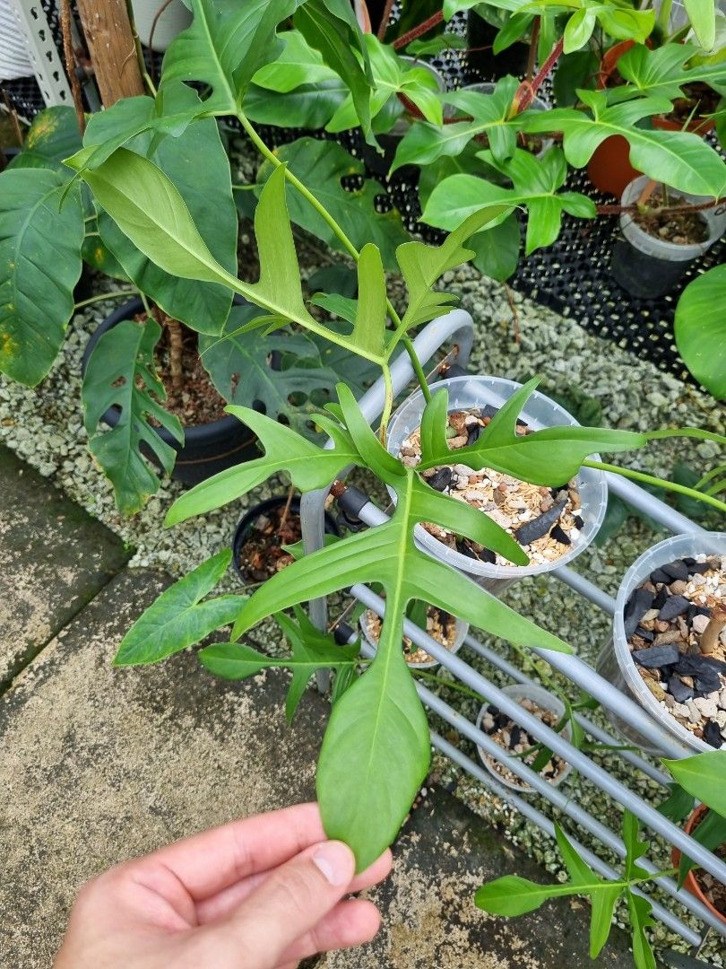 Philodendron Quercifolium, Furniture & Home Living, Gardening, Plants