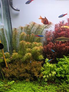 Sell Plant
