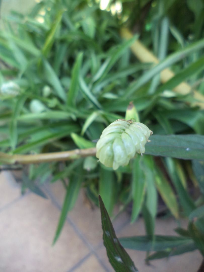 Extensilo passend für Sony Cybershot DSC-W690, DSC-W730, DSC-W650, DSC