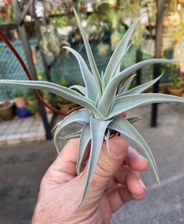 Tillandsia Airplant - Extremely rare Barfusi for sale!