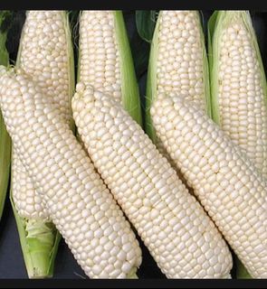 White sweet corn seeds白玉米种子