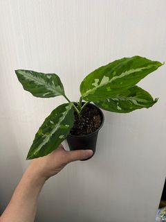 （分類：）位於 。 由 727eric 提交（商品編號 1220458196，圖片 1）。簡介： 。
