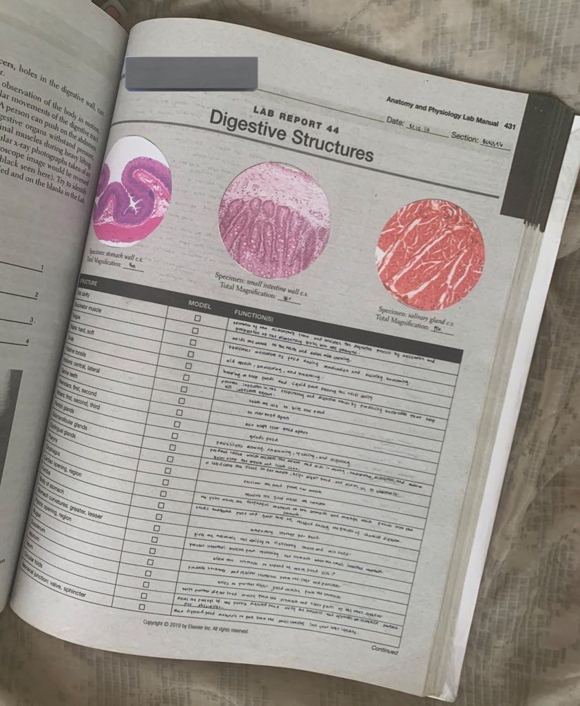 anatomy and physiology laboratory manual by kevin patton, Hobbies ...