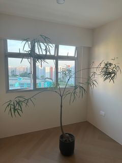(Category: ) located in . Submitted by taychangyu (Listing ID 1184626274, Image 1). Description: .