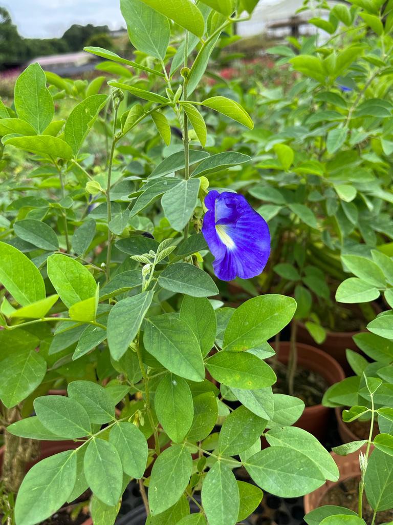 Blue pea plant, Furniture & Home Living, Gardening, Plants & Seeds on ...
