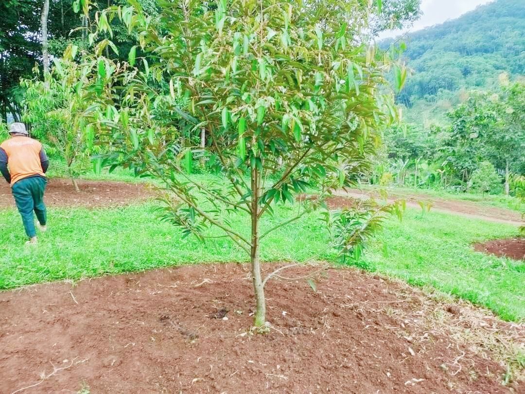 dijual_lahan_kebun_durian_prem_1678689507_face408d_progressive