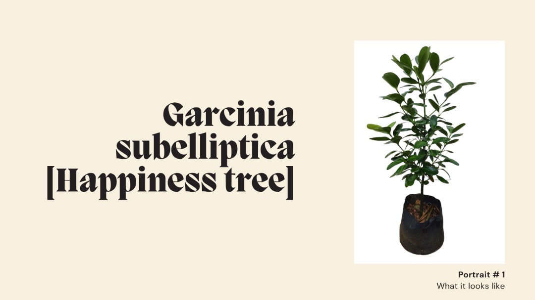 Garcinia subelliptica [Happiness tree], Furniture & Home Living ...