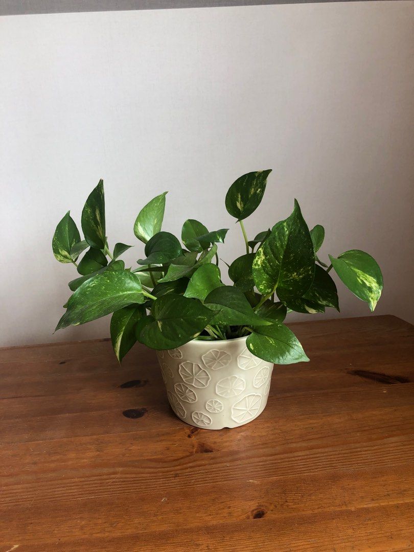 Money Plant With Pot, Furniture & Home Living, Gardening, Pots