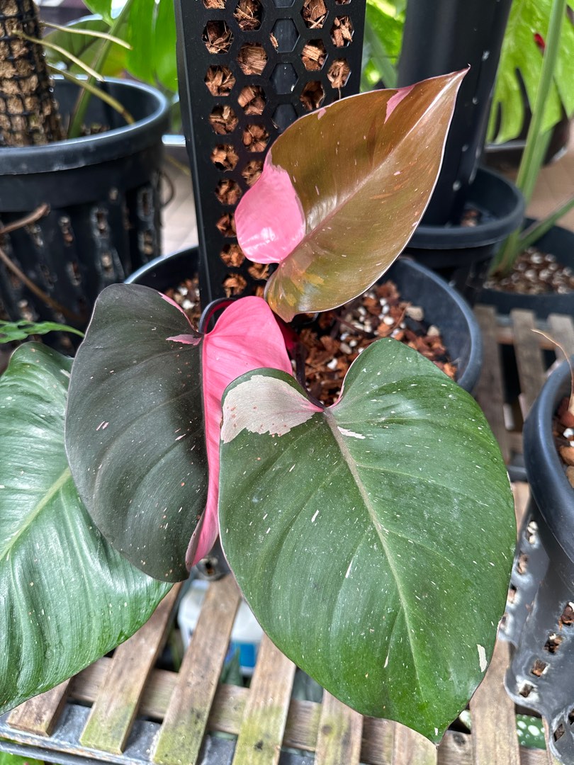Philodendron Pink Princess cutting, Furniture & Home Living, Gardening