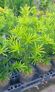 (Category: ) located in . Submitted by urban.cultivar (Listing ID 1220369900, Image 1). Description: .