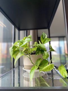 Pothos marble
