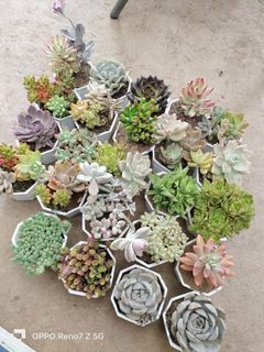 POTTED SUCCULENTS