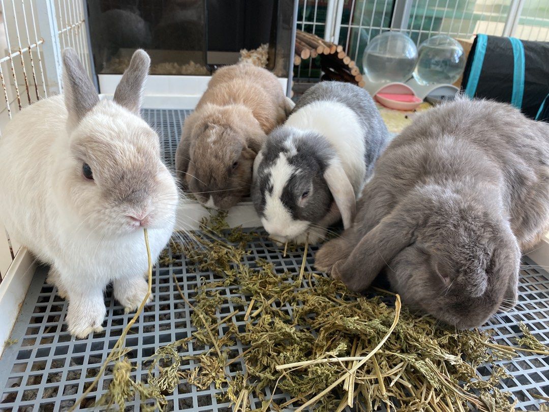 Rabbit boarding, Pet Supplies, Health & Grooming on Carousell